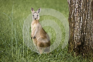 Wildlife Australian KangarooÃ¢â¬âa Marsupial of the Macropod family