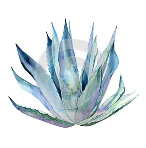 Whole agave plant. Blue leaves. Watercolour botanical illustration isolated on white background.