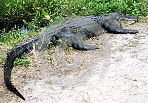A whole Alligator stretched out to warm his body to renew his energy on a chilly morning.