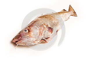 Whole Atlantic cod (Gadus morhua) fish.