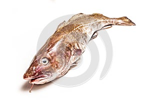 Whole Atlantic cod (Gadus morhua) fish.