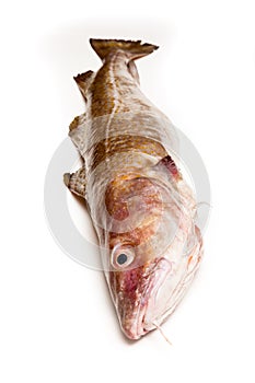 Whole Atlantic cod (Gadus morhua) fish, Isolated on a white stud