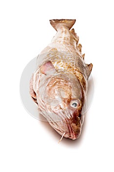 Whole Atlantic cod (Gadus morhua) fish, Isolated on a white stud