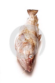 Whole Atlantic cod (Gadus morhua) fish, Isolated on a white stud