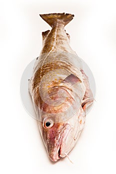 Whole Atlantic cod (Gadus morhua) fish, Isolated on a white stud