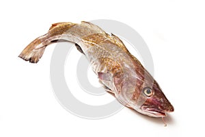 Whole Atlantic cod (Gadus morhua) fish, Isolated on a white stud