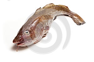 Whole Atlantic cod (Gadus morhua) fish, Isolated on a white stud