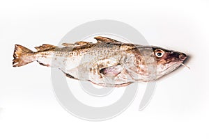 Whole Atlantic cod (Gadus morhua) fish, Isolated on a white stud