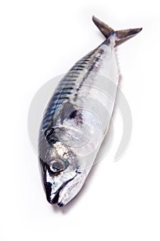 Whole Atlantic mackerel fish