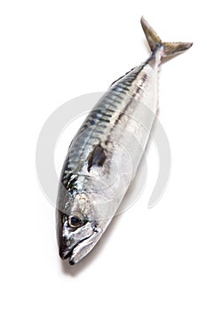 Whole Atlantic mackerel fish