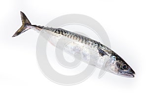 Whole Atlantic mackerel fish