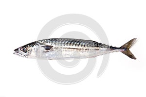 Whole Atlantic mackerel fish