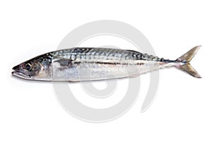 Whole Atlantic mackerel fish