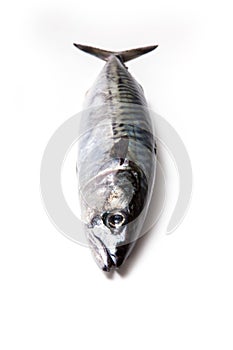 Whole Atlantic mackerel fish photo