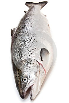 Whole Atlantic Salmon