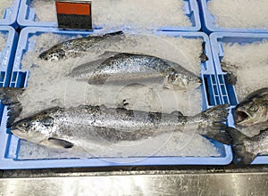 Whole atlantic salmon displayed on the counter of a fishmonger