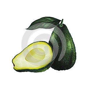 Whole avocado with leaf isolated on white background. Keto diet hand drawing. Organic food. Healthy eating concept