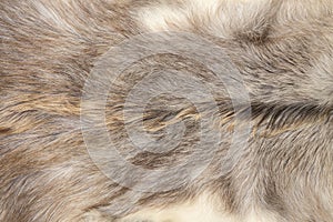 Whole background covered with close up view of white and gray color goatskin fur carpet..