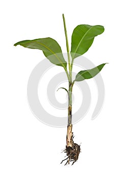 Whole banana plant with roots and leaves isolated on white background. young banana tree