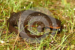 Rough-skinned newt (Taricha granulosa) photo