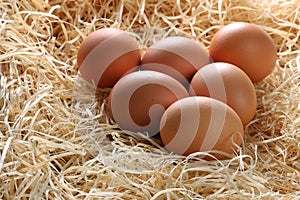 Whole Brown Eggs in Straw