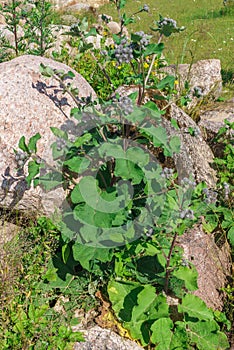 A whole bush burdock, medicinal plants, burdock oil, autumn