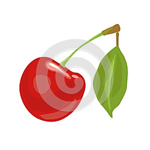 Whole cherry berry with leaf. Vector color icon. Isolated on white