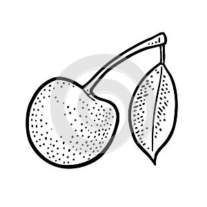 Whole cherry berry with leaf. Vector vintage engraving illustration