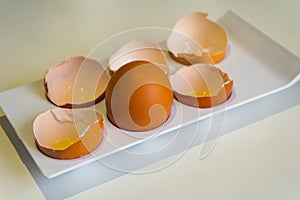 Whole chicken egg among the shells. survivorship bias photo
