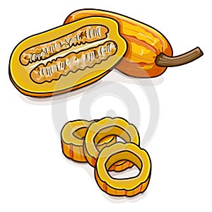 Whole and chopped Delicata squash. Clipart