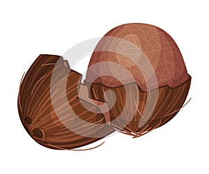 Whole Coconut with Brown Fibrous Husk Vector Illustration