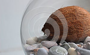 Whole coconut lies on sea pebbles in a round glass vase detailed stock photo