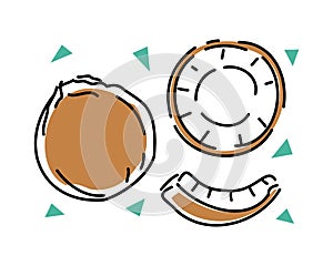 Whole coconut and slices on a white background set. Vector abstract illustration.