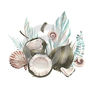 Whole coconuts and slices with tropical palm leaves and seashells. Watercolor illustration. Composition on a white