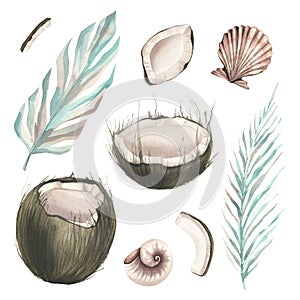 Whole coconuts and slices with tropical palm leaves and seashells. Watercolor illustration. Set isolated elements on a