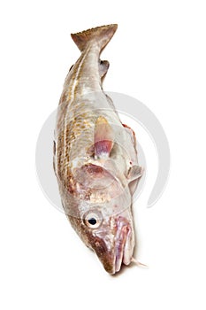 Whole cod fish