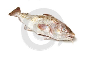 Whole cod fish