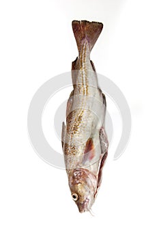 Whole cod fish