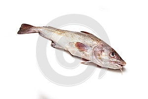 Whole cod fish