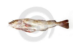 Whole cod fish