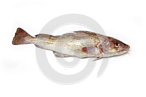 Whole cod fish