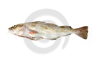 Whole cod fish