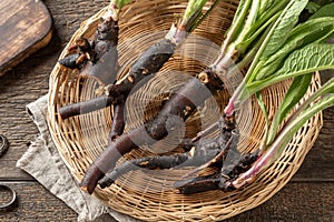 Whole comfrey roots with young leaves collected in spring