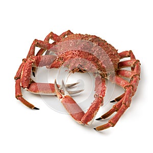 Whole cooked spider crab