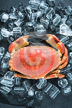 Whole crab on dark slate and ice