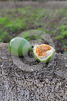 Passion-fruit on a stone fence in farmers backyard, Tenerife, Spain