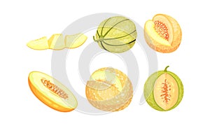 Whole and Cross Section of Melon Fruit with Juicy Flesh and Seeds Inside Vector Set