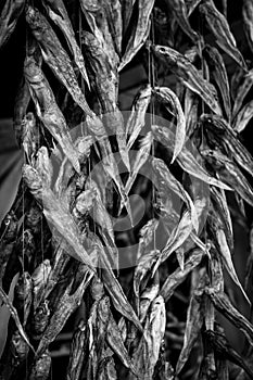 Whole dried fish hanging for sale at a fish market in Ukraine