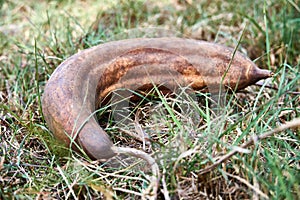 Whole Dry Luffa Pod on ground