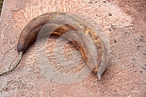 Whole Dry Luffa Pod on ground